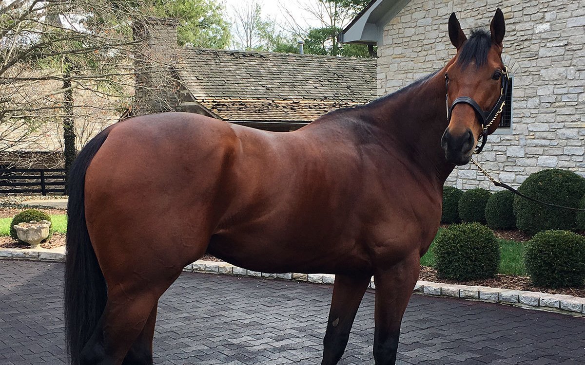 New dates to visit American Pharoah on A Champion’s Tour added through the end of the year