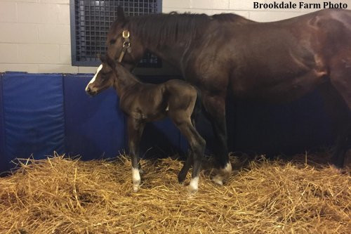 American Pharoah’s First Foal