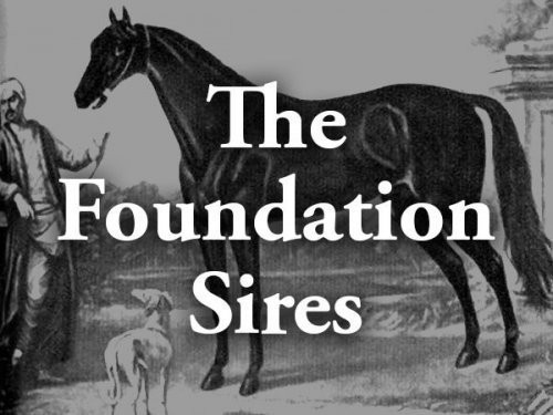 The Foundation Sires