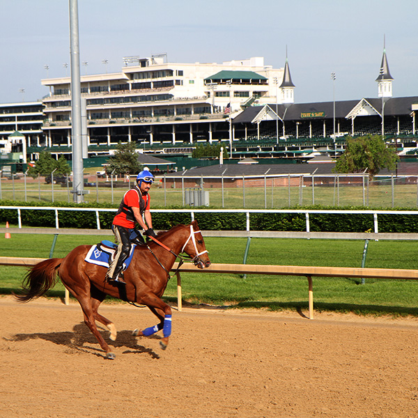 Thoroughbred working out on the track