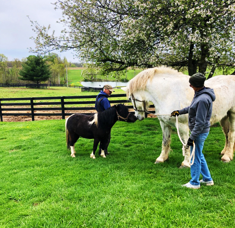 Tatanka meeting new horse