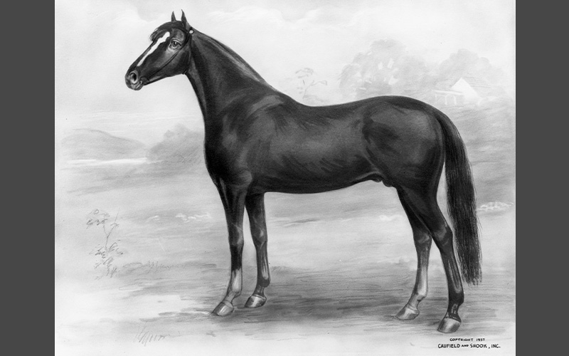 Aristides, Winner of 1875 Kentucky Derby. 
