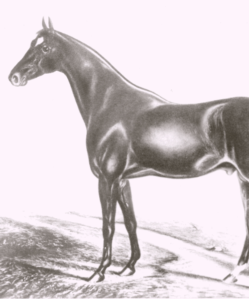 Genetics of the Thoroughbred