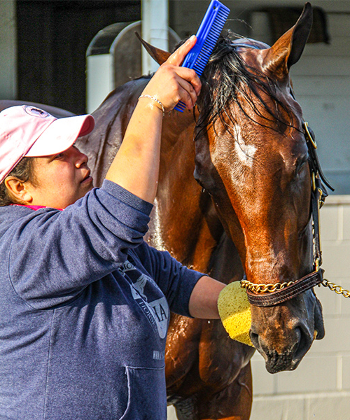 Thoroughbred Care
