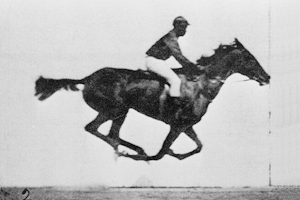 Muybridge Animated Race Horse