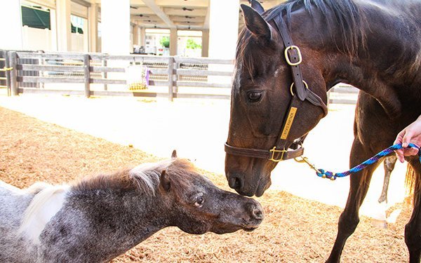 Kentucky Derby Museum Reopens Stable with Thoroughbred and Miniature Horse