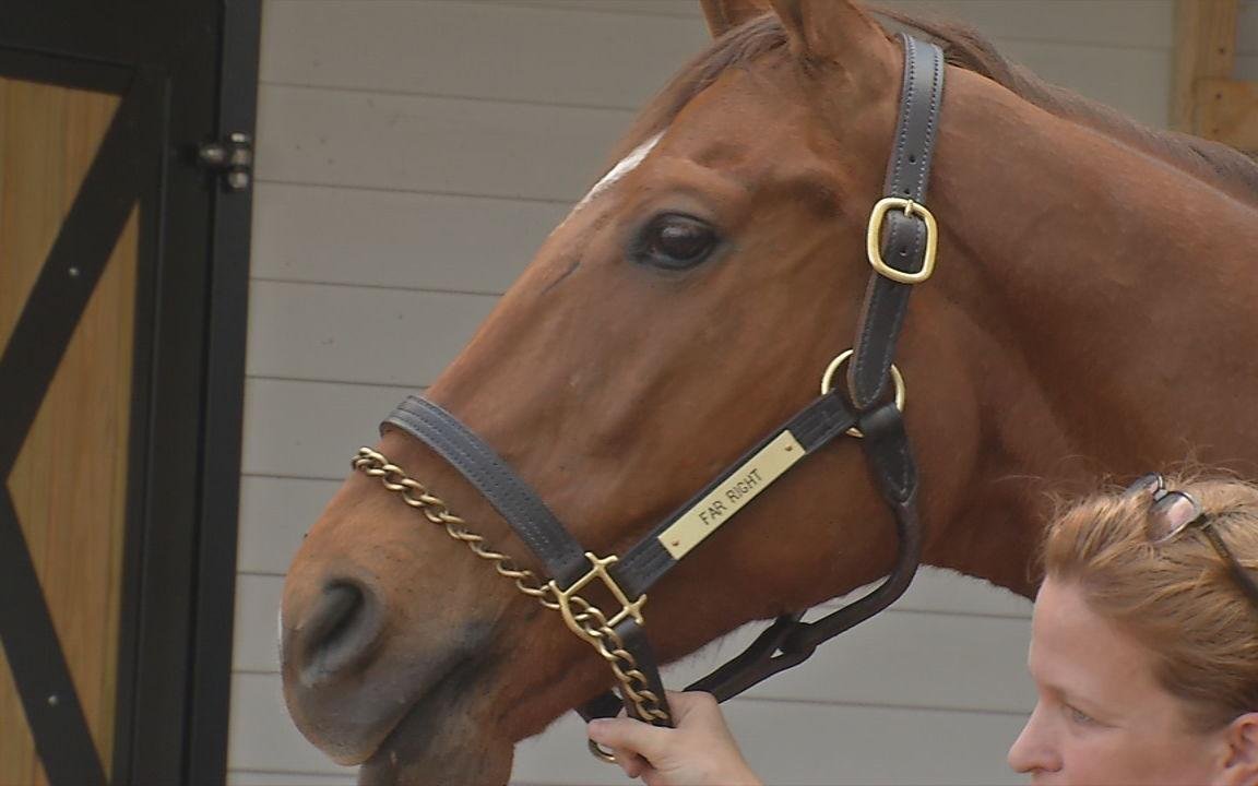 Resident thoroughbred and pony delight visitors at Kentucky Derby Museum